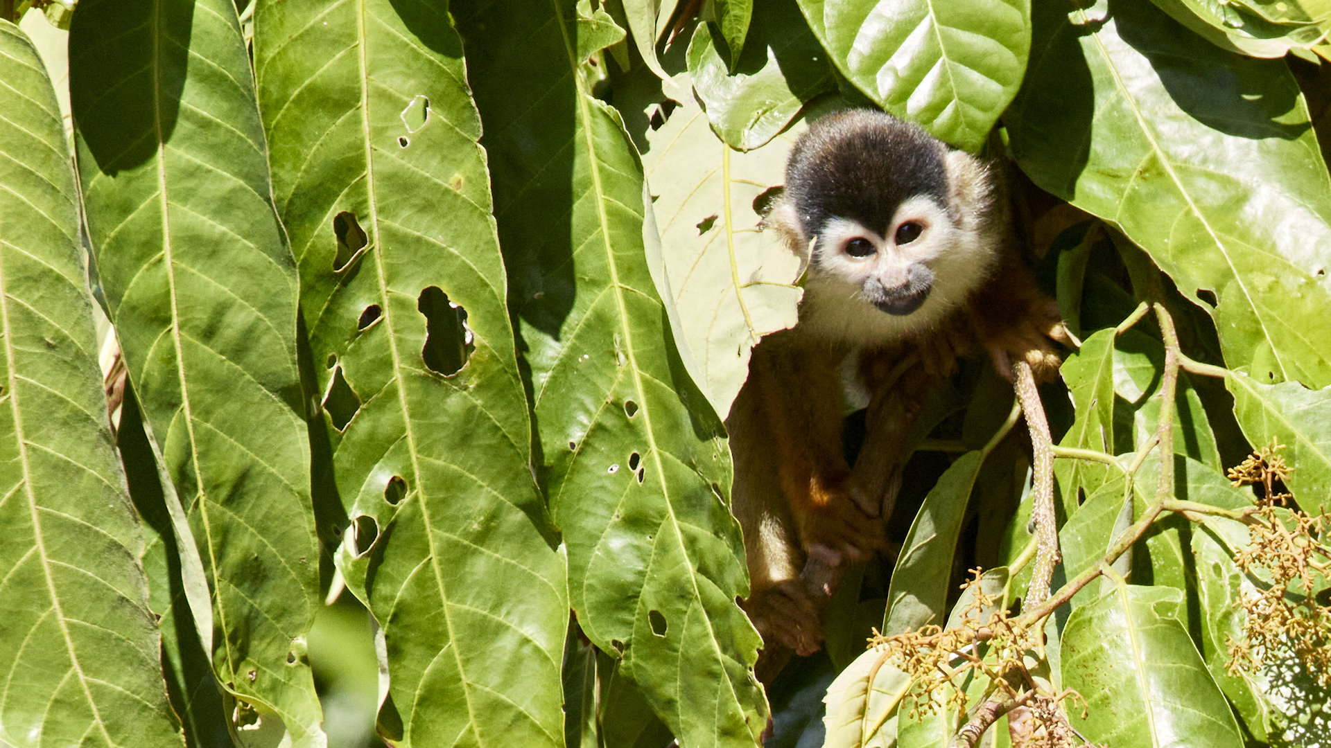 Squirrel monkey 'peek a boo' - image 11